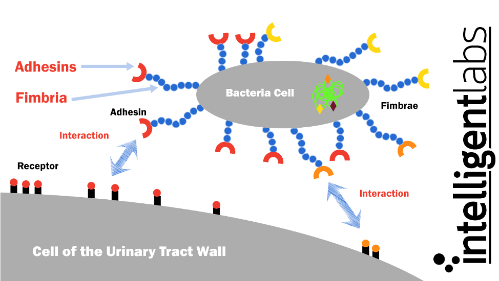 How e. coli cause UTI's