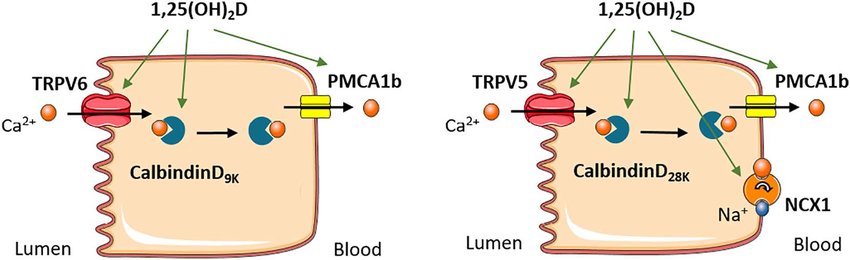 insufficient calcium intake can cause low vitamin d levels