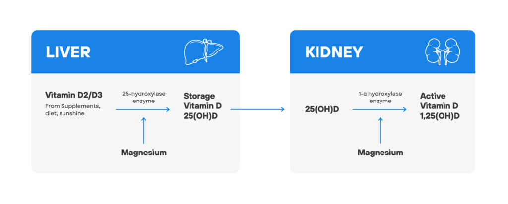 magnesium is essential for healthy vitamin d levels