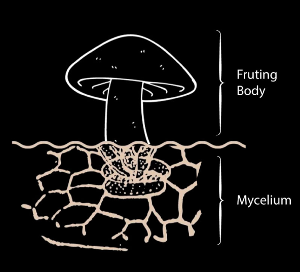 lions mane fruiting body vs mycelium graphic