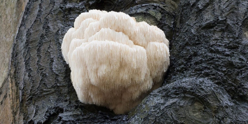 lion’s mane fruiting body in the wild