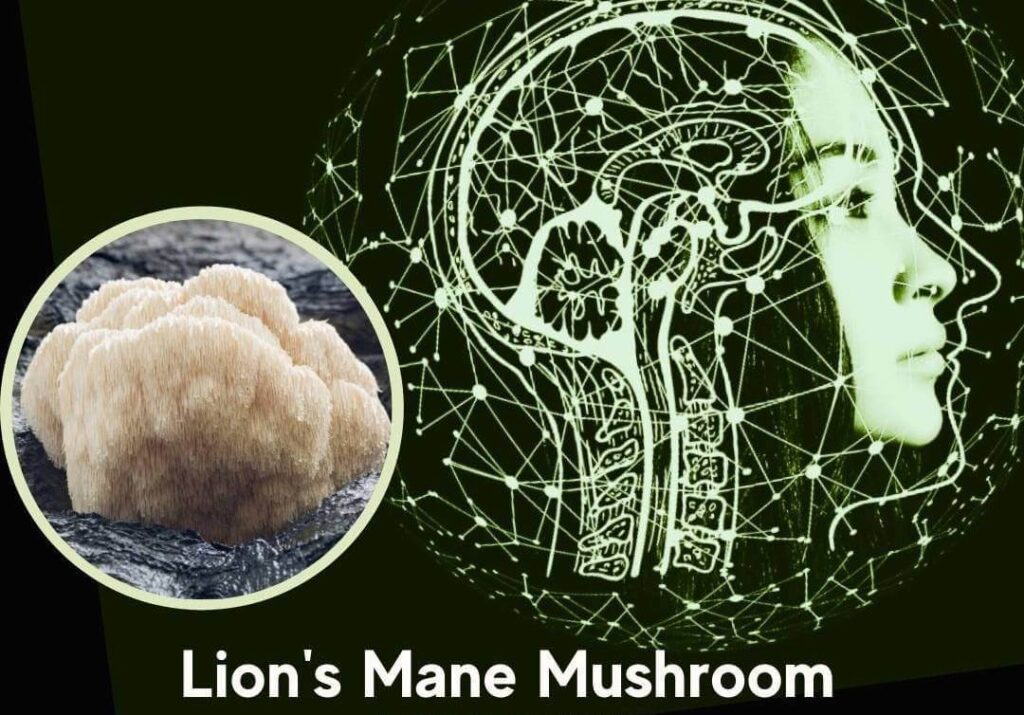 featured image for article on lion's mane